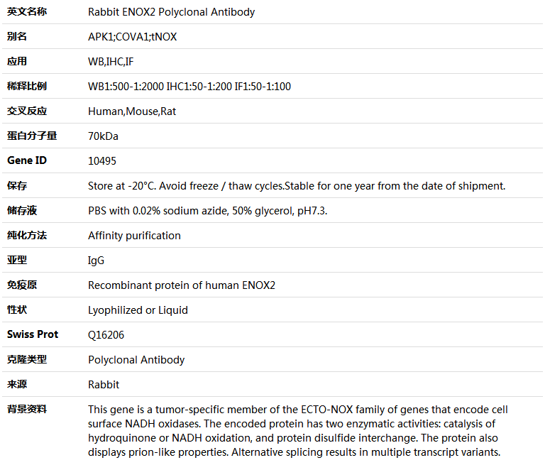ENOX2 Antibody,索莱宝,K004982P-100ul