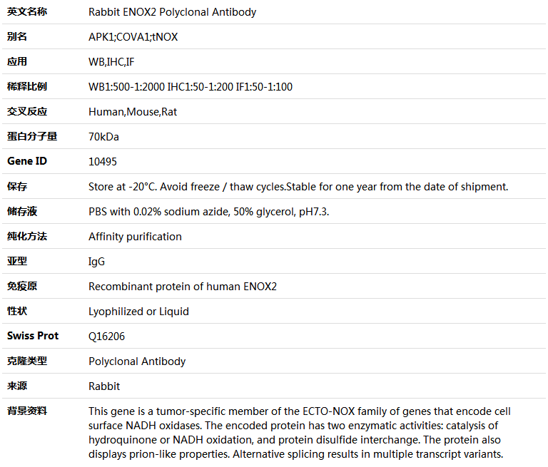 ENOX2 Antibody,索莱宝,K004982P-50ul