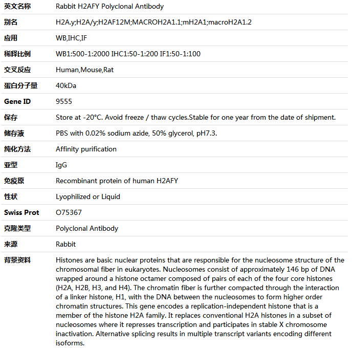 H2AFY Antibody,索莱宝,K004965P-50ul