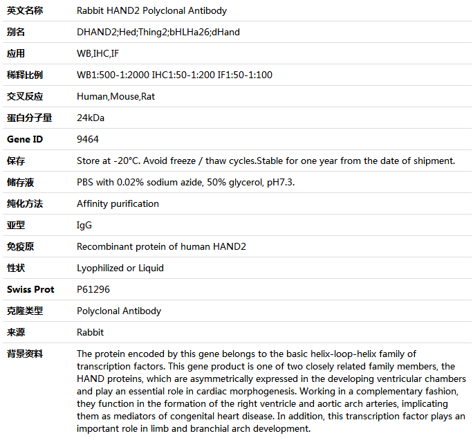HAND2 Antibody,索莱宝,K004964P-50ul