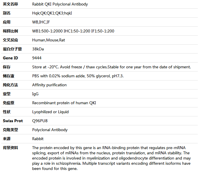 QKI Antibody,索莱宝,K004963P-100ul