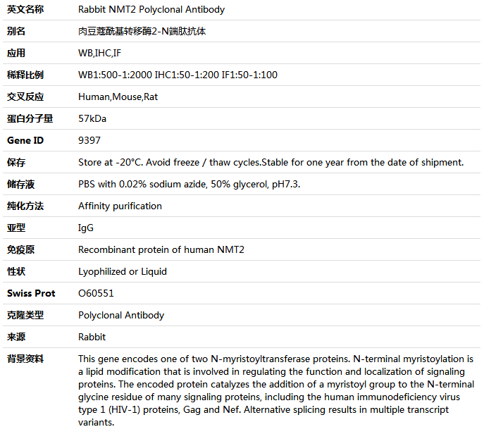 NMT2 Antibody,索莱宝,K004962P-50ul