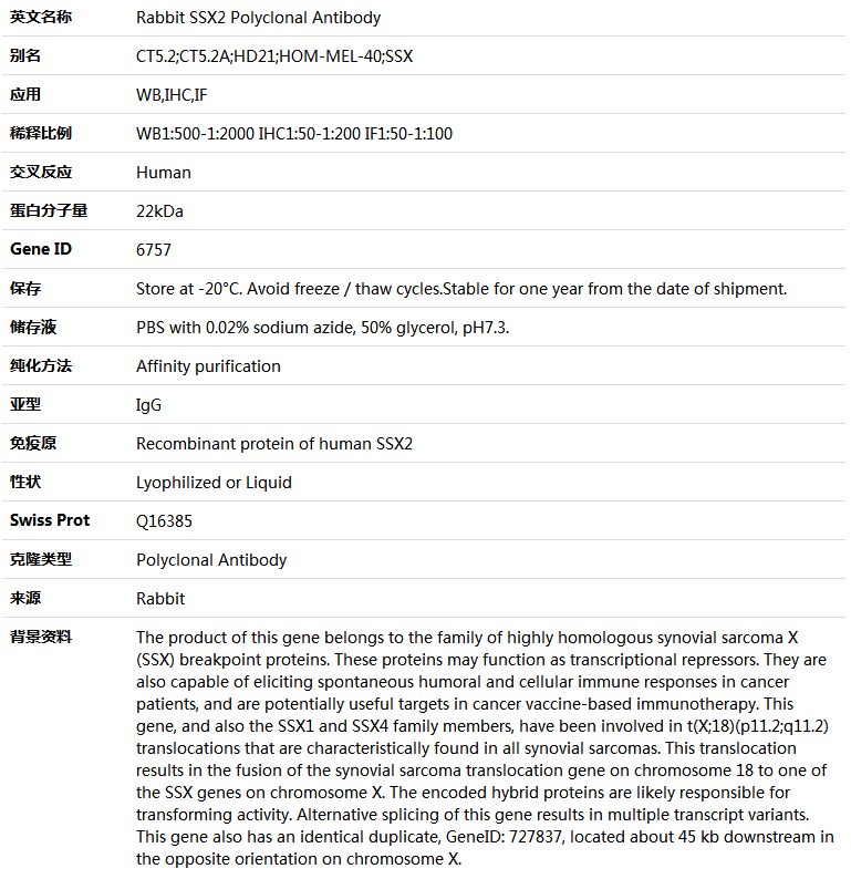 SSX2 Antibody,索莱宝,K004918P-50ul