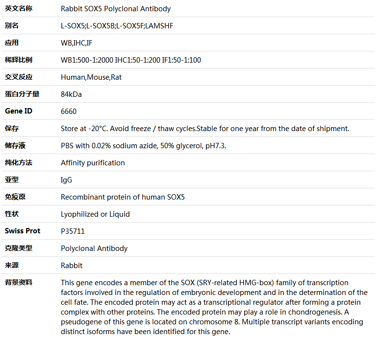 SOX5 Antibody,索莱宝,K004916P-100ul