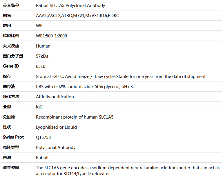 SLC1A5 Antibody,索莱宝,K004913P-100ul