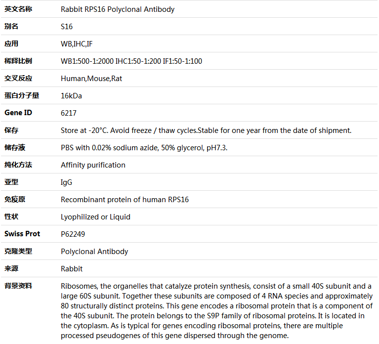 RPS16 Antibody,索莱宝,K004908P-100ul