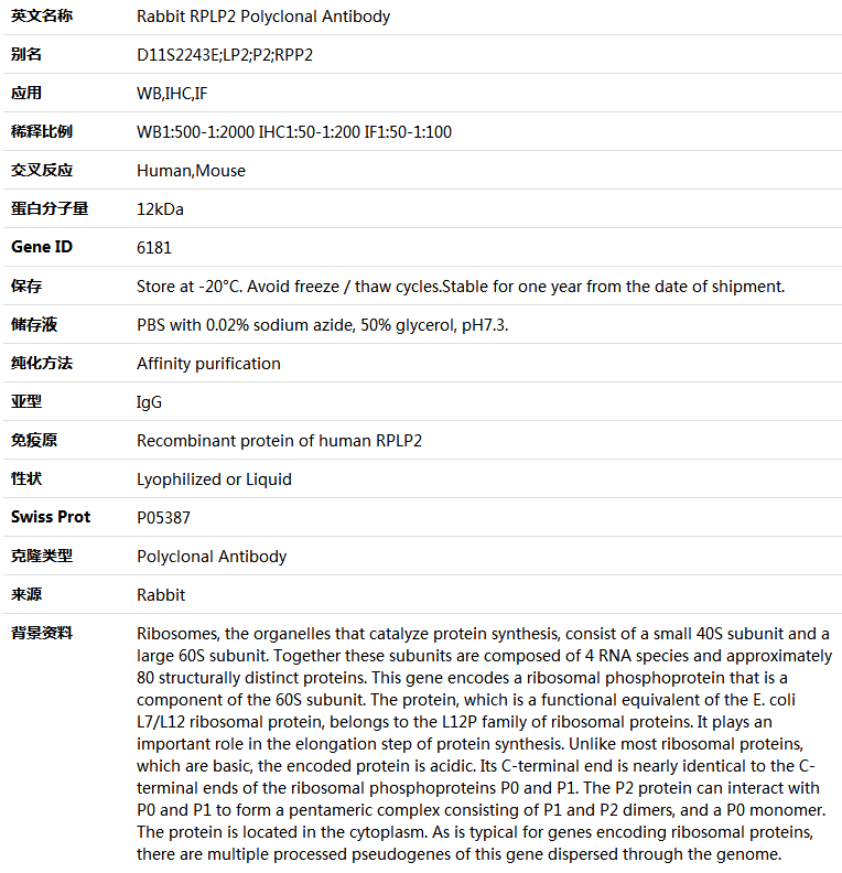 RPLP2 Antibody,索莱宝,K004906P-50ul