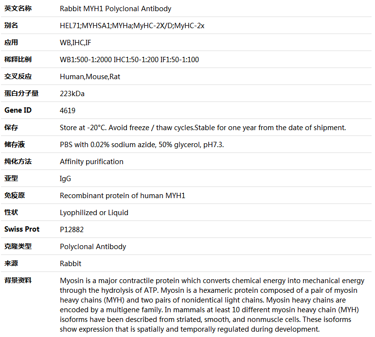 MYH1 Antibody,索莱宝,K004877P-100ul