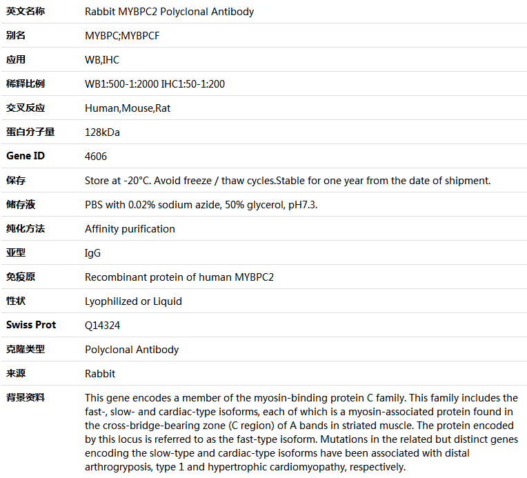 MYBPC2 Antibody,索莱宝,K004876P-100ul