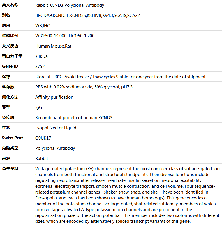KCND3 Antibody,索莱宝,K004871P-100ul