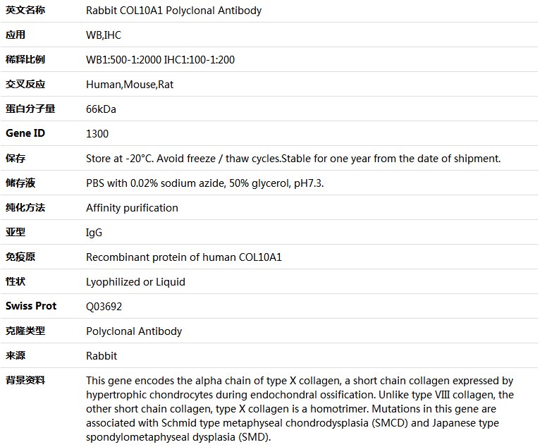 COL10A1 Antibody,索莱宝,K004843P-100ul