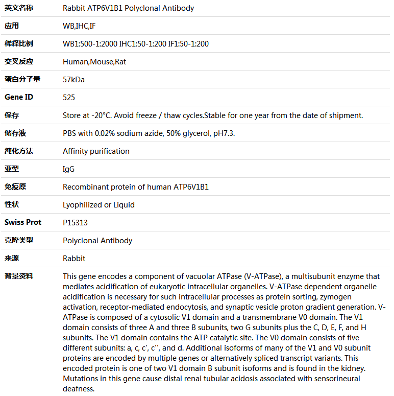 ATP6V1B1 Antibody,索莱宝,K004835P-100ul