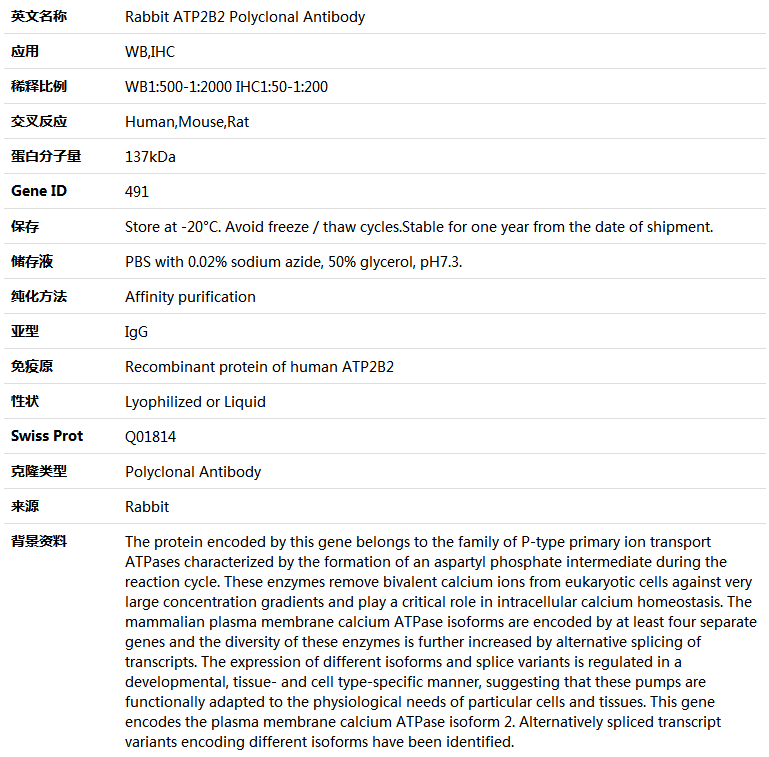 ATP2B2 Antibody,索莱宝,K004834P-100ul