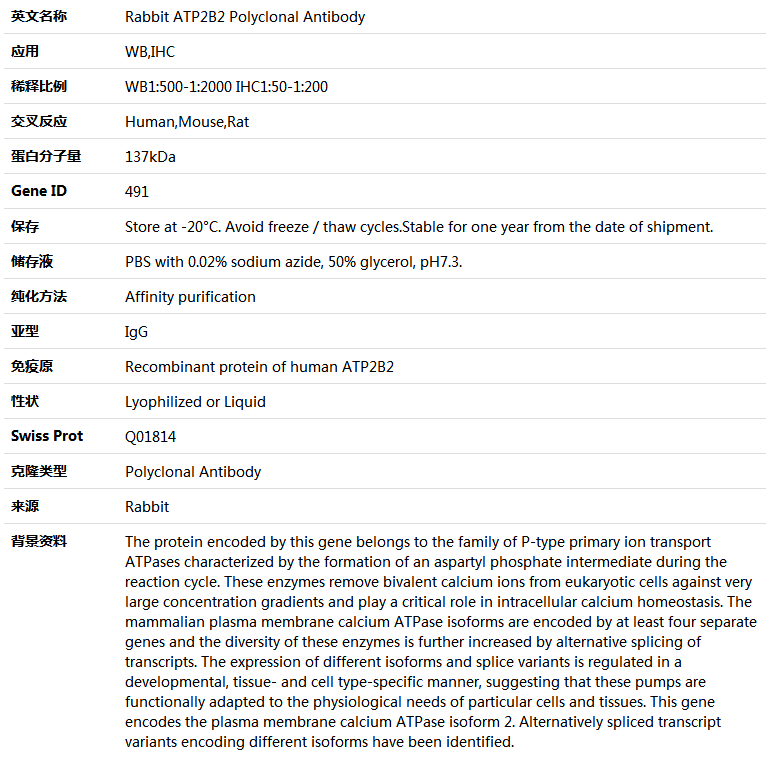 ATP2B2 Antibody,索莱宝,K004834P-50ul