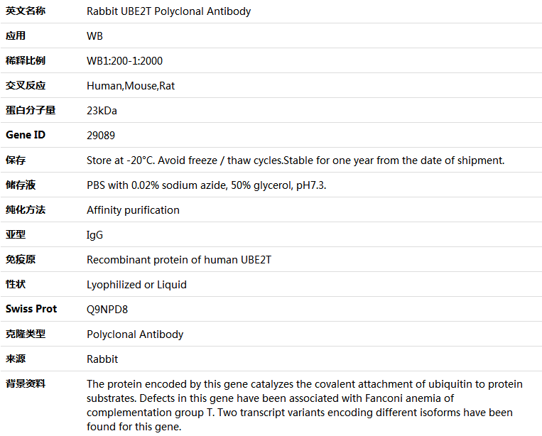 UBE2T Antibody,索莱宝,K004818P-100ul