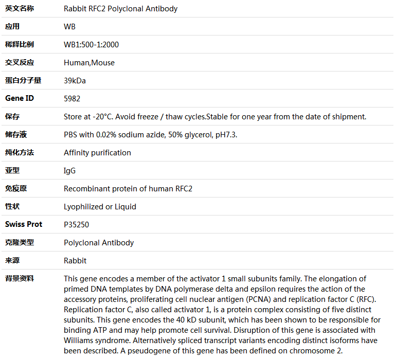 RFC2 Antibody,索莱宝,K004817P-50ul