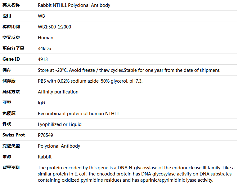 NTHL1 Antibody,索莱宝,K004811P-50ul