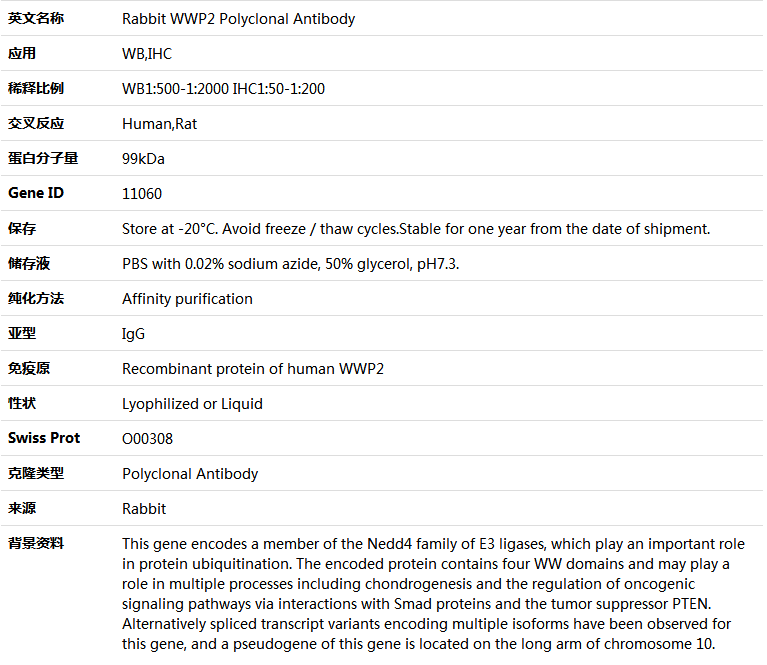 WWP2 Antibody,索莱宝,K004799P-50ul