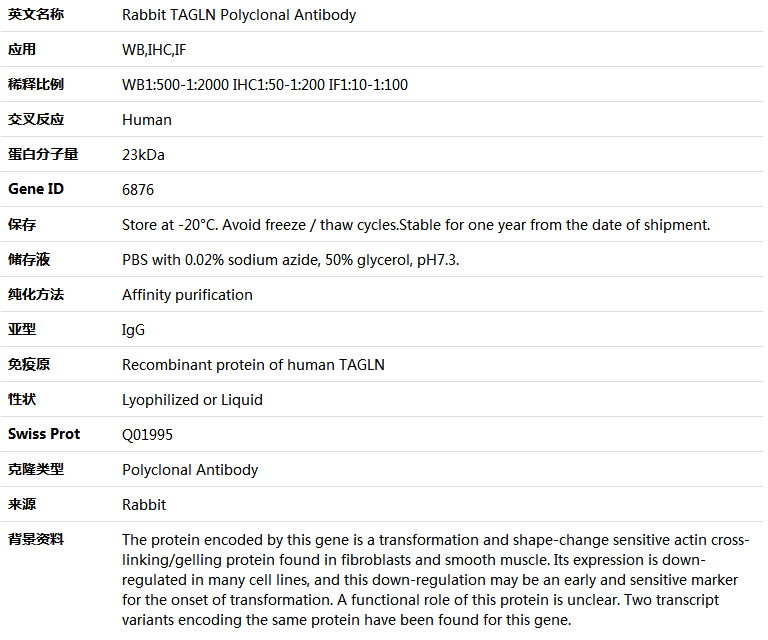 TAGLN Antibody,索莱宝,K004775P-100ul