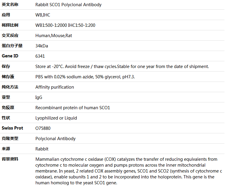 SCO1 Antibody,索莱宝,K004753P-50ul