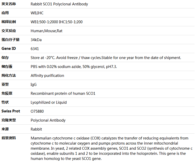 SCO1 Antibody,索莱宝,K004753P-100ul