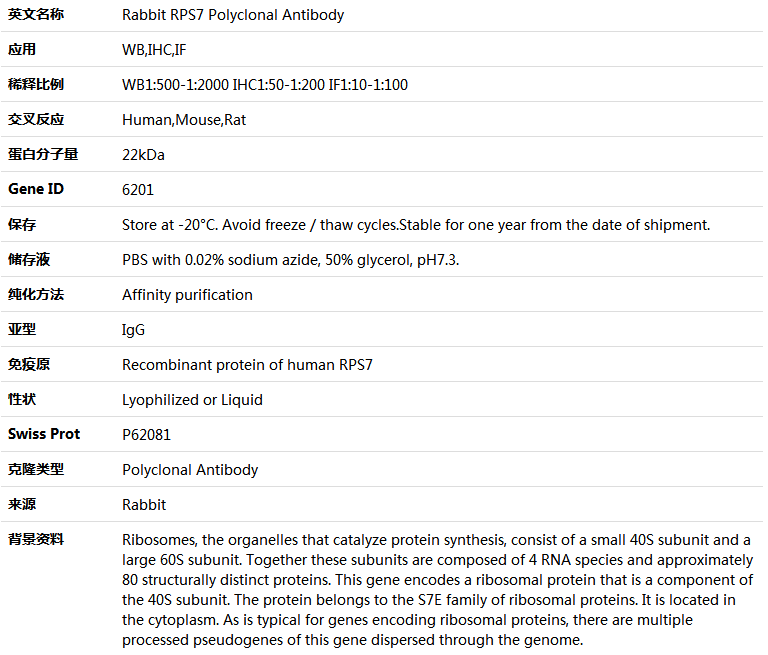 RPS7 Antibody,索莱宝,K004750P-50ul