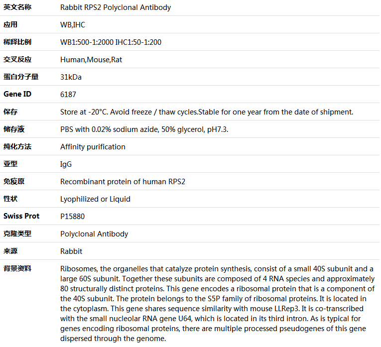 RPS2 Antibody,索莱宝,K004747P-100ul