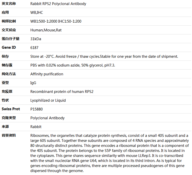 RPS2 Antibody,索莱宝,K004747P-50ul