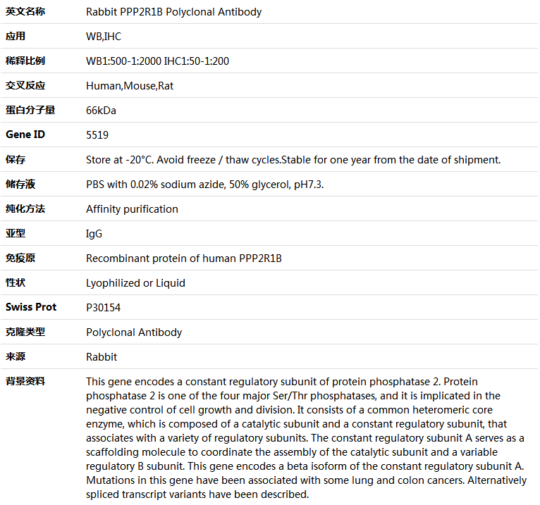 PPP2R1B Antibody,索莱宝,K004726P-100ul