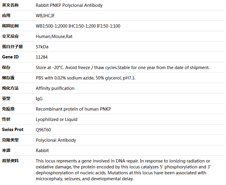 PNKP Antibody,索莱宝,K004718P-50ul