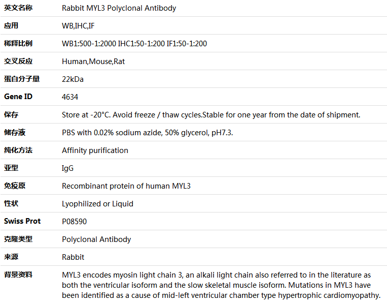 MYL3 Antibody,索莱宝,K004693P-100ul