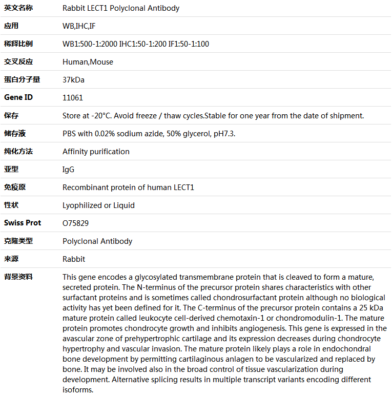 LECT1 Antibody,索莱宝,K004681P-50ul