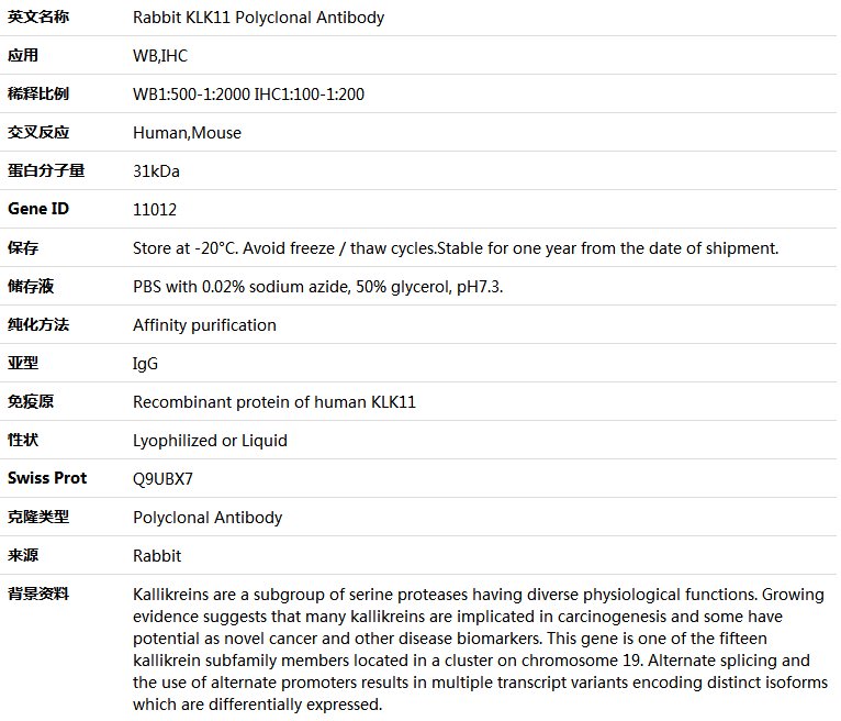 KLK11 Antibody,索莱宝,K004678P-50ul