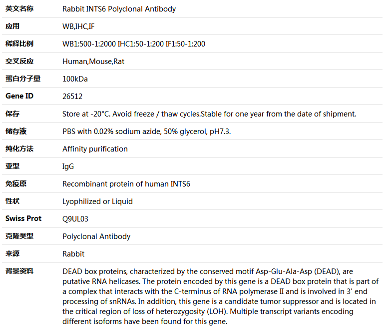 INTS6 Antibody,索莱宝,K004672P-50ul