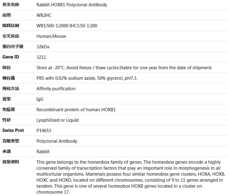 HOXB1 Antibody,索莱宝,K004661P-50ul