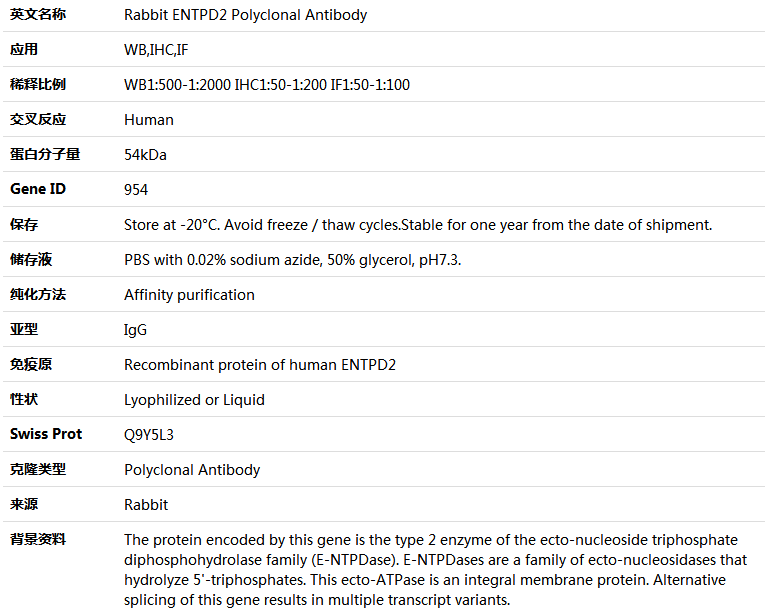 ENTPD2 Antibody,索莱宝,K004635P-100ul