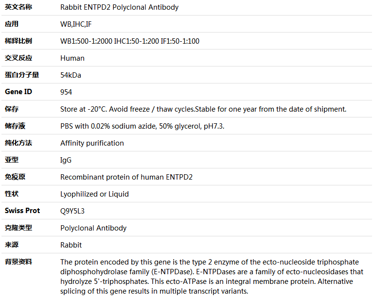 ENTPD2 Antibody,索莱宝,K004635P-50ul