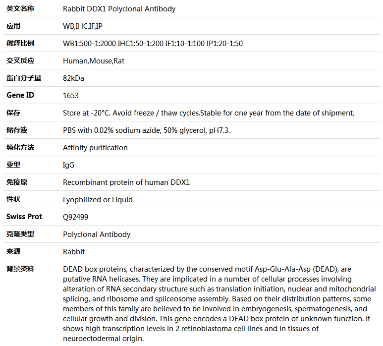 DDX1 Antibody,索莱宝,K004628P-100ul