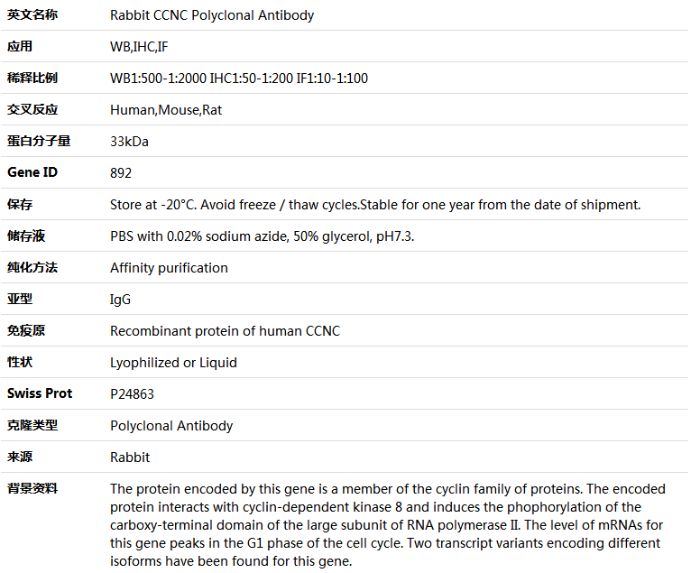 CCNC Antibody,索莱宝,K004602P-100ul