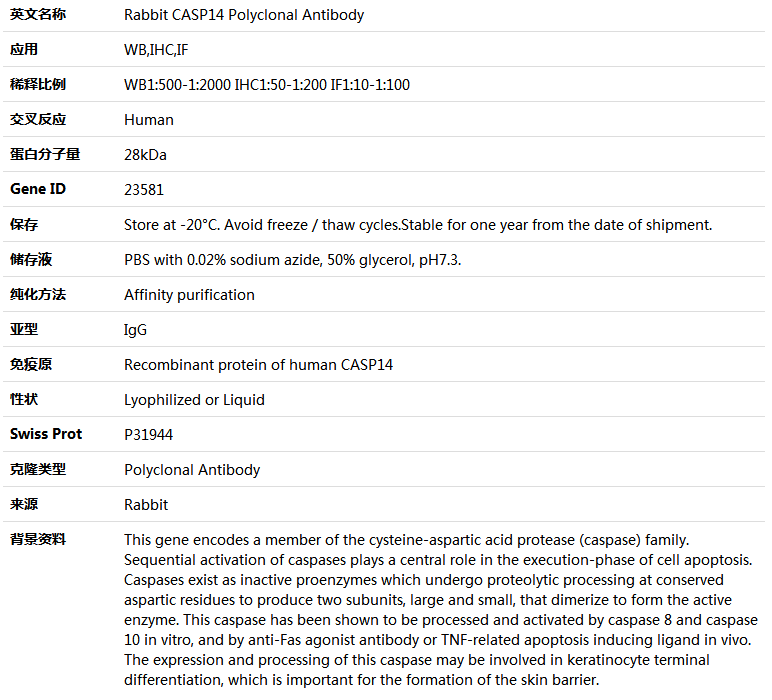 CASP14 Antibody,索莱宝,K004598P-50ul