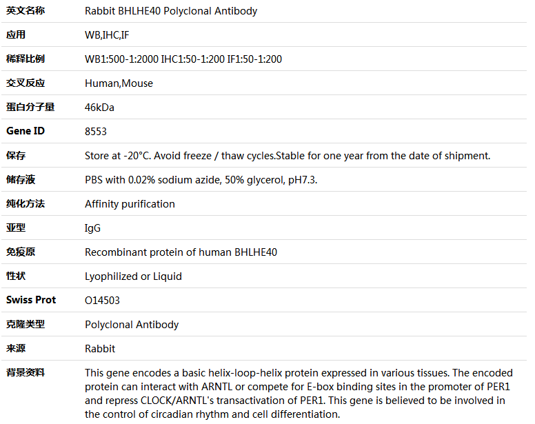 BHLHE40 Antibody,索莱宝,K004592P-100ul
