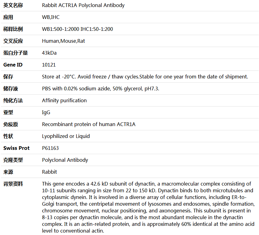 ACTR1A Antibody,索莱宝,K004575P-100ul