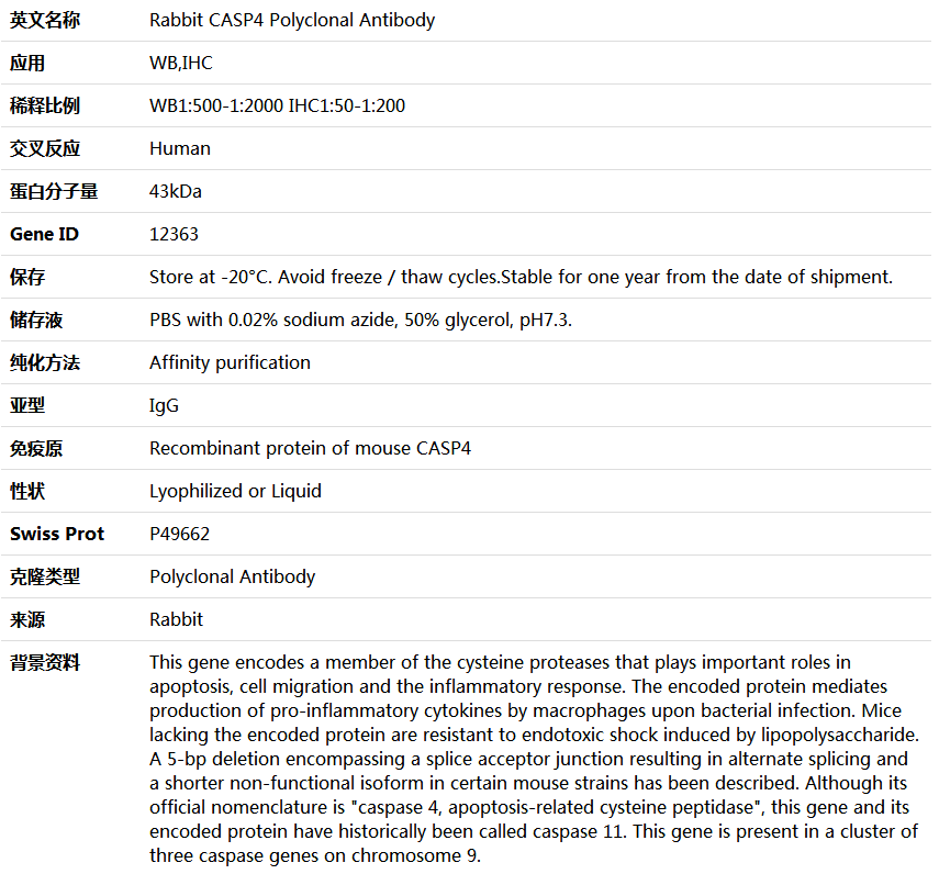 CASP4 Antibody,索莱宝,K004571P-50ul