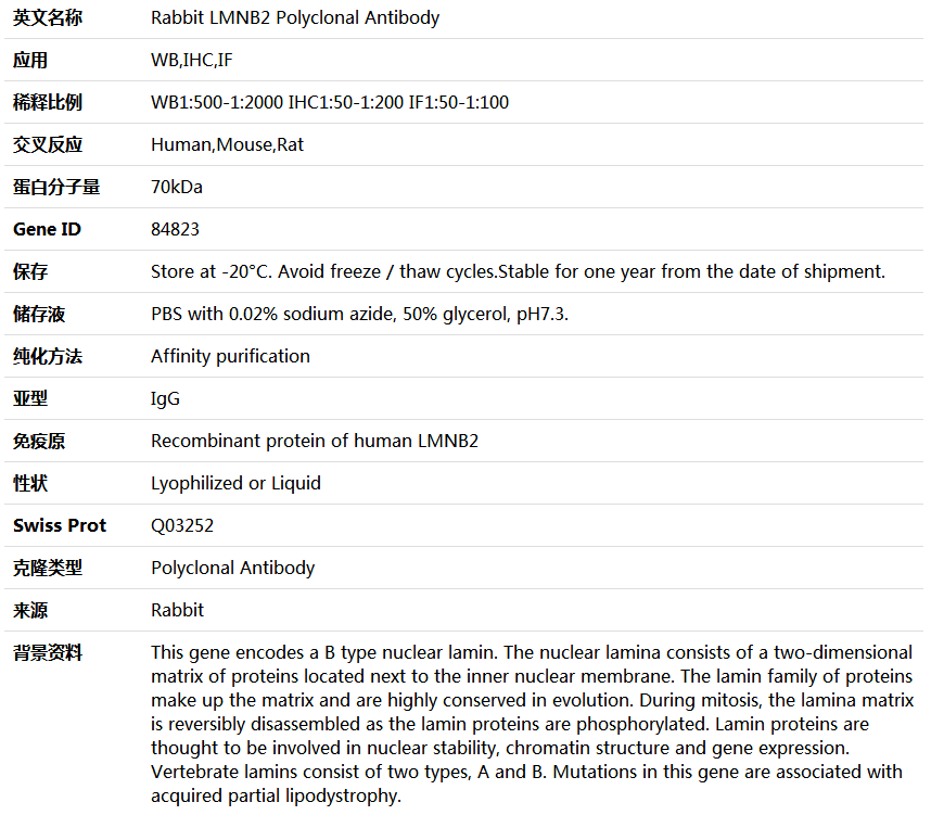 LMNB2 Antibody,索莱宝,K004565P-50ul