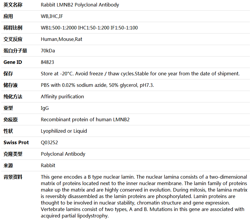 LMNB2 Antibody,索莱宝,K004565P-100ul