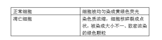 吖啶橙染色液(1mg/ml),索莱宝,CA1143-10ml