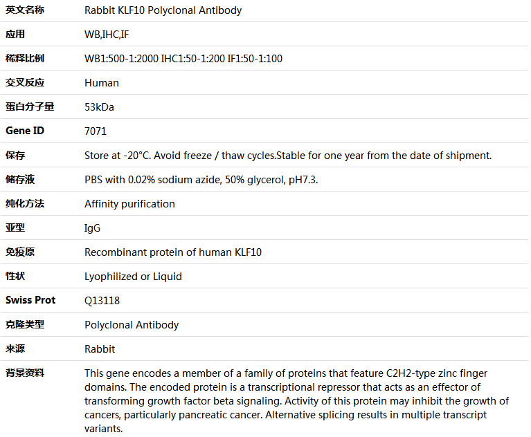 KLF10 Antibody,索莱宝,K004508P-100ul