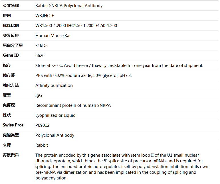 SNRPA Antibody,索莱宝,K004503P-50ul