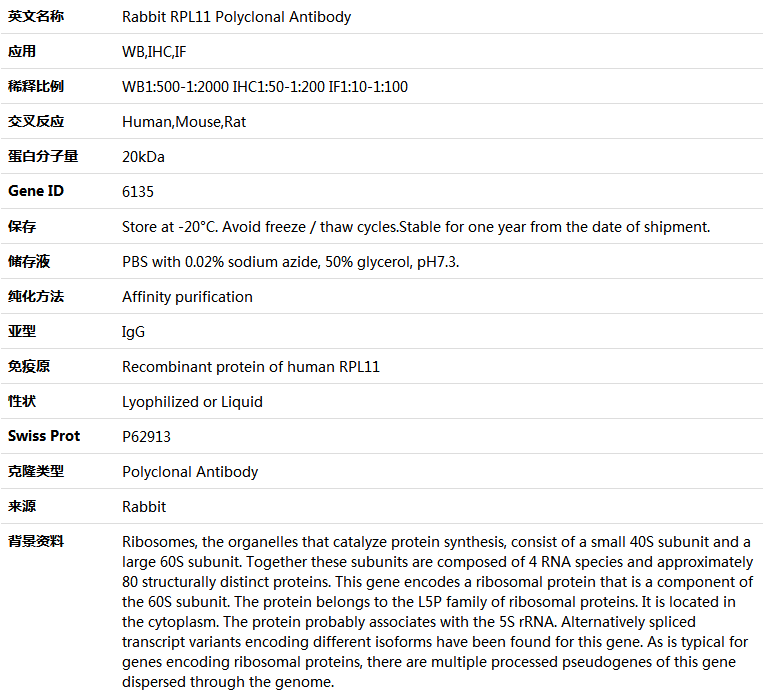 RPL11 Antibody,索莱宝,K004501P-100ul