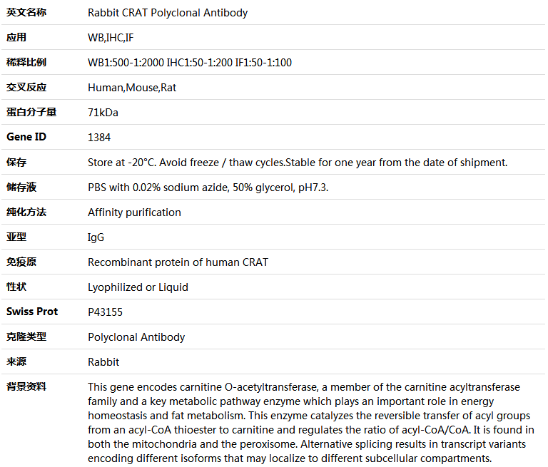 CRAT Antibody,索莱宝,K004463P-30ul